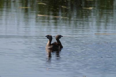 Coots_1537.jpg