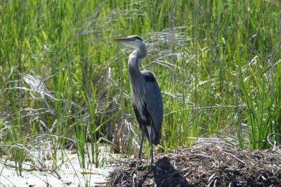 Blue Heron_1550.jpg