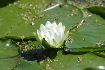 CRW_1554.jpg