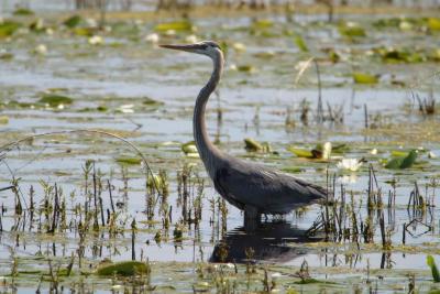 Blue Heron_1580.jpg