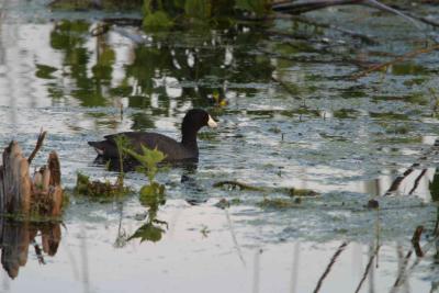 Coot_1587.jpg