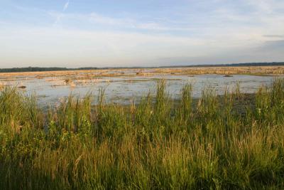 Montezuma Marsh_1595.jpg