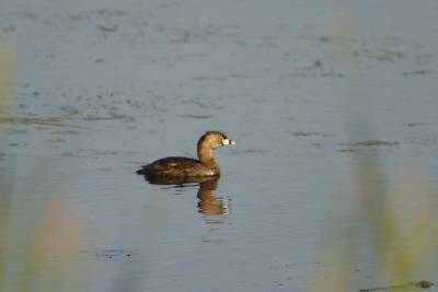 Coot-1600.jpg