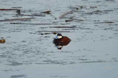 CRW_1604.jpg
