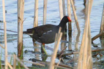 Moorhen_1608.jpg