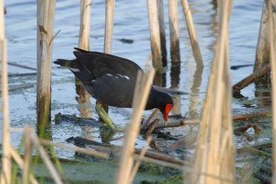 Moorhen_1610.jpg