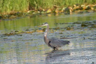 Blue Heron_1612.jpg