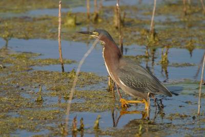 Green Heron_1700.jpg