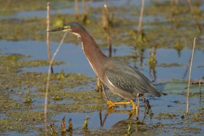 Green Heron_1702.jpg