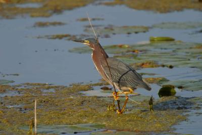 Green Heron_1706.jpg
