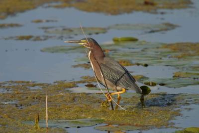 Green Heron_1710.jpg