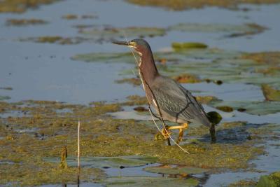 Green Heron_1717.jpg