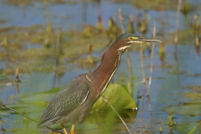 Green Heron_1719.jpg