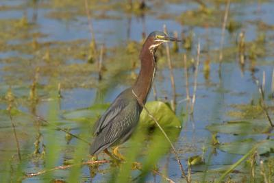 Green Heron_1722.jpg