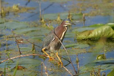 Green Heron_1725.jpg
