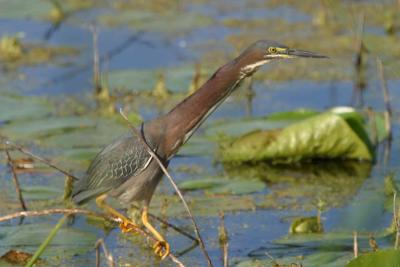 Green Heron_1726.jpg