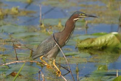 Green Heron_1727.jpg