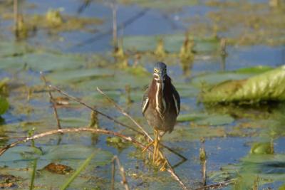 Green Heron_1730.jpg