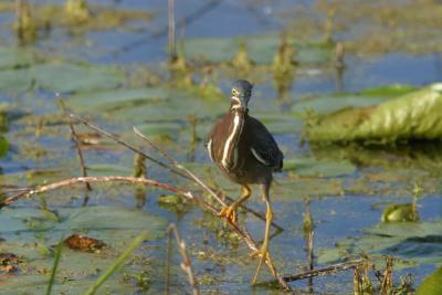 Green Heron_1731.jpg