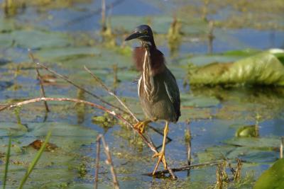 Green Heron_1732.jpg