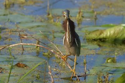 Green Heron_1734.jpg