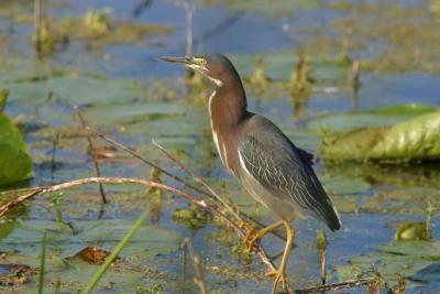 Green Heron_1735.jpg