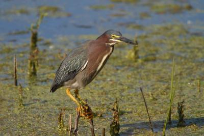 Green Heron_1748.jpg