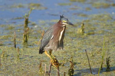 Green Heron_1751.jpg