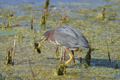 Green Heron_1754.jpg