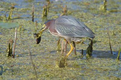 Green Heron_1755.jpg