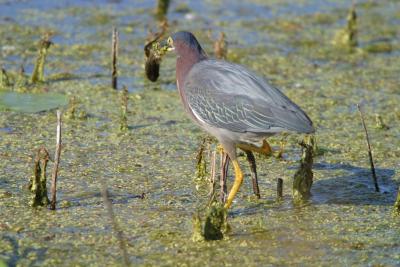 Green Heron_1757.jpg
