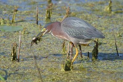 Green Heron_1758.jpg