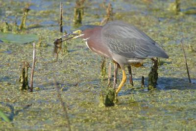 Green Heron_1759.jpg