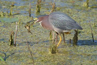 Green Heron_1760.jpg