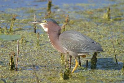 Green Heron_1763.jpg