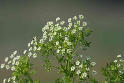 CRW_1790.jpg