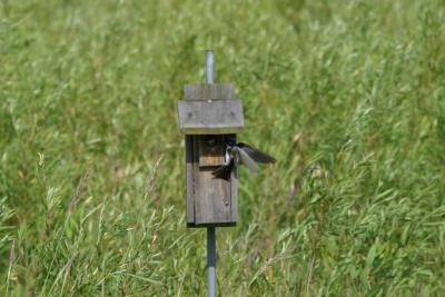 Tree Swallow_1798.jpg