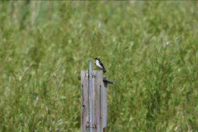 Tree Swallow_1799.jpg