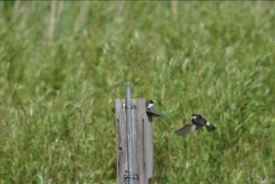 Tree Swallow_1801.jpg