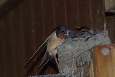 Barn Swallow_1814.jpg
