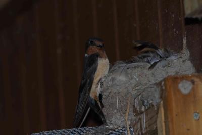 Barn Swallow_1815.jpg