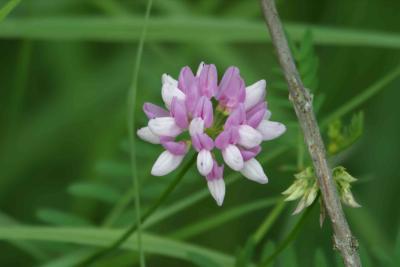 Wild Flower-2068.jpg