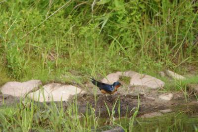 Barn Swallow-2079.jpg