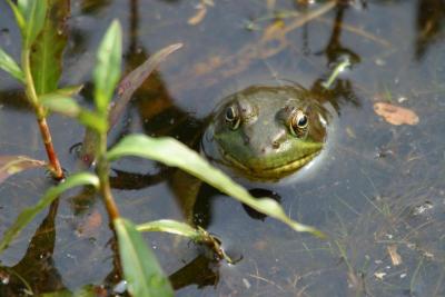 Frog-2104.jpg
