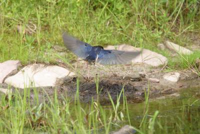 Barn Swallow-2122.jpg