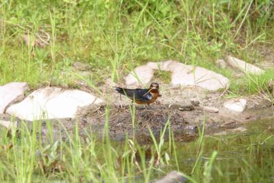 Barn Swallow-2124.jpg