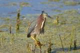 Green Heron_1751.jpg