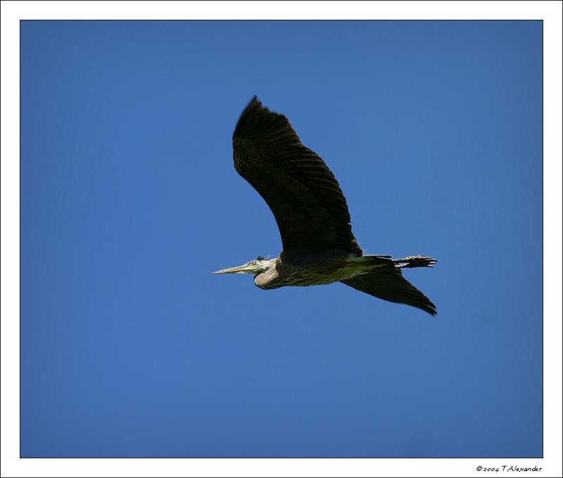 Great Blue Heron Reserve