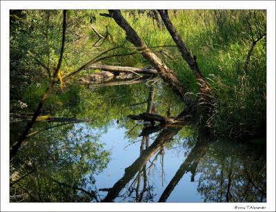 Great Blue Heron Reserve