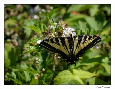 FLOWERS AND INSECT GALLERY